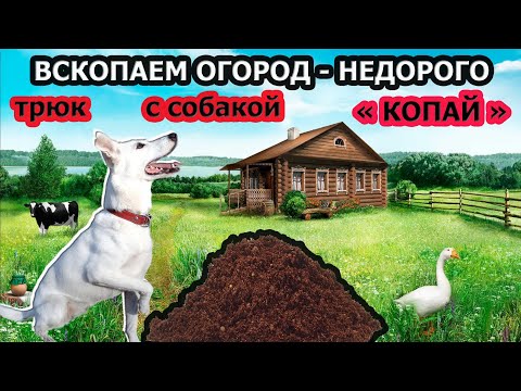 Видео: Дрессировка собак Как дрессировать собаку Трюки с собакой Как выучить трюк копай