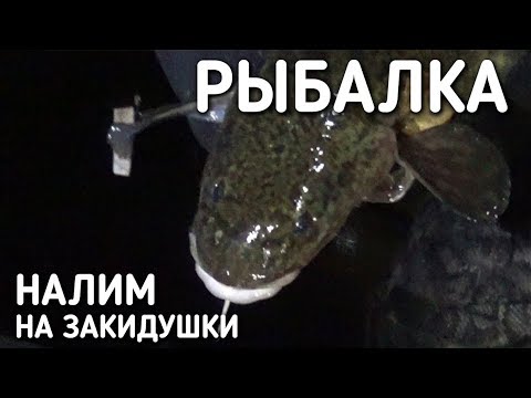 Видео: НАЛИМ НА ЗАКИДУШКИ / НОЧНАЯ РЫБАЛКА