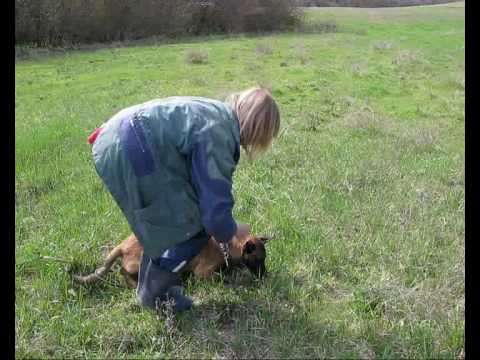 Видео: Следовая работа со щенком.