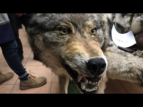 Видео: ЯКУТСКИЙ НОЖ/ВЫСТАВКА ЯКУТСКИХ НОЖЕЙ/ЯКУТСК/НОЖИ/НАРОДНЫЕ МАСТЕРА/ЯРМАРКА/KNIFE