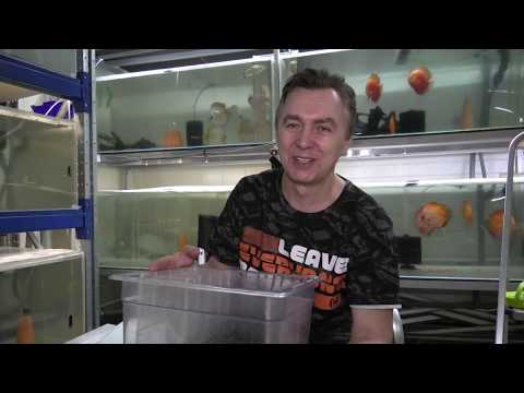 Видео: Aquarists of Russia Способы инкубации икры Ч.№2 "ИНКУБАТОР".