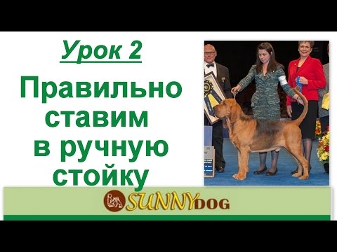 Видео: Урок 2 Хендлинг ринговая дрессировка правильно ставим в ручную стойку