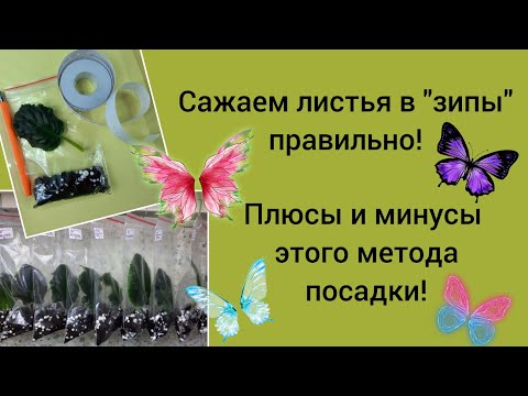 Видео: Фиалки! Укореняем листовые черенки в "зип" пакетах!