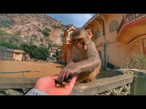 Видео: «Храм Обезьян» в Джайпуре