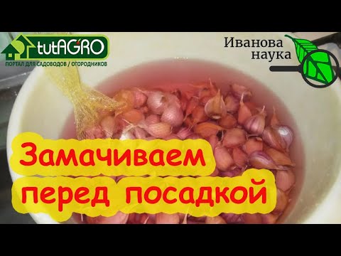 Видео: ЗАМАЧИВАЮ ЧЕСНОК и ЛУК В ЭТОМ РАСТВОРЕ И УРОЖАЙ ВСЕГДА ОТЛИЧНЫЙ! Даже больные зубки дадут урожай!