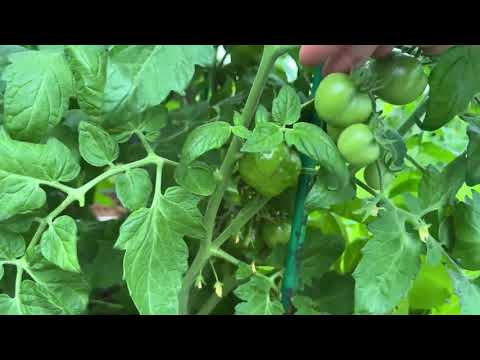 Видео: ОБРАБОТАЙТЕ ЭТИМ ТОМАТЫ ПОСЛЕ ВЫСАДКИ И ФИТОФТОРЫ НЕ БУДЕТ!