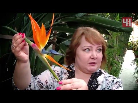 Видео: 41 канал  Полезный вечер  Стрелитция
