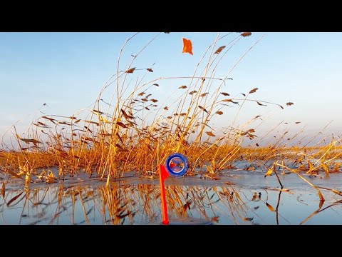 Видео: Первый лёд 25-26! ОТ ЭТИХ ПОКЛЕВОК ДЫХАНИЕ ЗАМЕРЛО...Рыбалка на жерлицы!