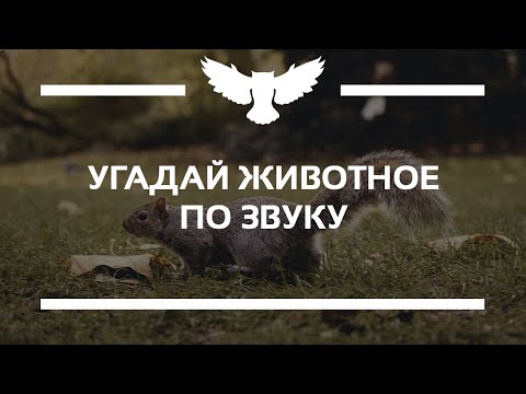 Видео: КВИЗ: УГАДАЙ ЖИВОТНОЕ ПО ЗВУКУ