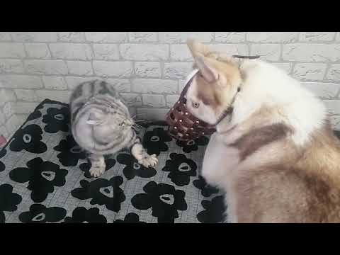 Видео: 2 ноября 2025 г.