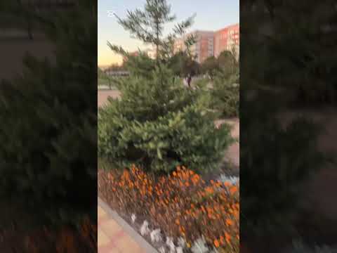 Видео: Красоты моего города