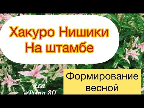Видео: ХАКУРО НИШИКИ, формирование весной. Автор. @polna.80
