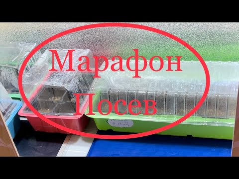 Видео: Марафон адениумы с Оазис 😃 День второй ! Посев