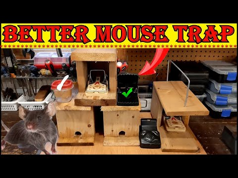 Видео: Как ловить мышей, не ловя птиц и белок