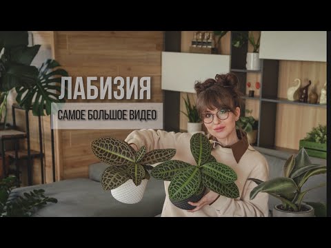 Видео: ВСЯ ИНФОРМАЦИЯ О ЛАБИЗИИ, КОТОРУЮ ВЫ ИСКАЛИ🪴. УСЛОВИЯ, ГРУНТ, ПОЛИВ, РАЗМНОЖЕНИЕ. #лабизия
