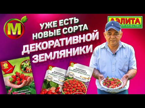 Видео: Декоративная Земляника: ЭТО НОВЫЕ СОРТА