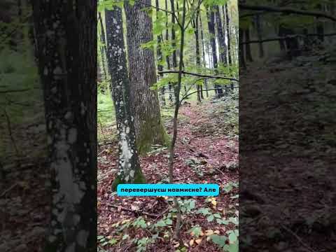 Видео: Як є з чим порівняти