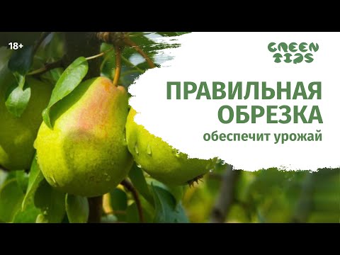 Видео: Правильная обрезка груши весной.  Мастер класс