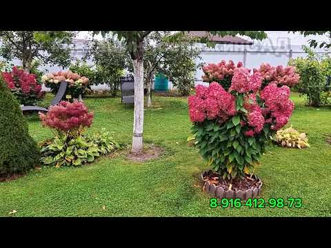 Видео: ✅️ПЕРЕСАДКА Гортензии ОСЕНЬЮ🍂,🤷‍♀️УСПЕЕТ ли прижиться❓️#наташинИсерёжинСАД📞8-916-412-98-73