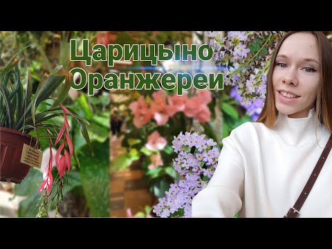 Видео: ЦАРИЦЫНО цветущие ОРАНЖЕРЕИ | Прогулка - обзор растений