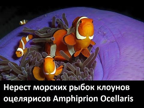 Видео: Нерест кладка икры морских рыбок клоунов оцелярисов Amphiprion Ocellaris