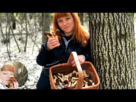 Видео: ГДЕ РАСТУТ СМОРЧКИ: Сбор весенних грибов 2021. Сморчковая шапочка