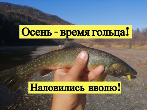 Видео: Осень - время гольца! Наловились вволю!