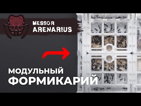 Видео: БОЛЬШОЕ РАСШИРЕНИЕ МУРАВЬИНОЙ ФЕРМЫ | Giant harvester ant | Messor arenarius
