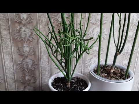 Видео: Молочай ТИРУКАЛЛИ. Карандашное дерево.