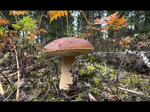 Видео: Накосил белых грибов. И посмотрел много других.