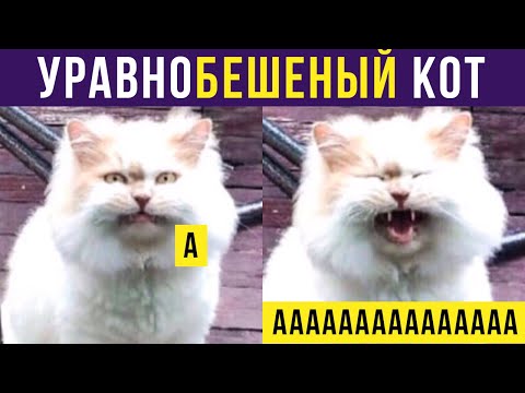 Видео: Приколы с котами. УравноБЕШЕНЫЙ кот | Мемозг #260