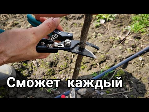 Видео: 🔥САМАЯ ПРОСТАЯ прививка Плодовых деревьев🍎🍐🍒