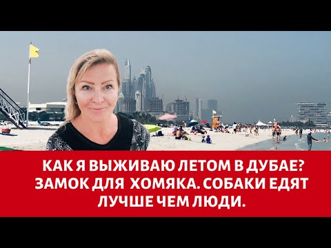Видео: Как я выживаю в летнюю жару в Дубае? Замок для хомяка. Собаки едят лучше чем люди.