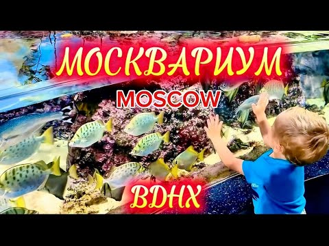 Видео: Москвариум Лучший Океанариум! Развлечения в Москве ! Где побывать