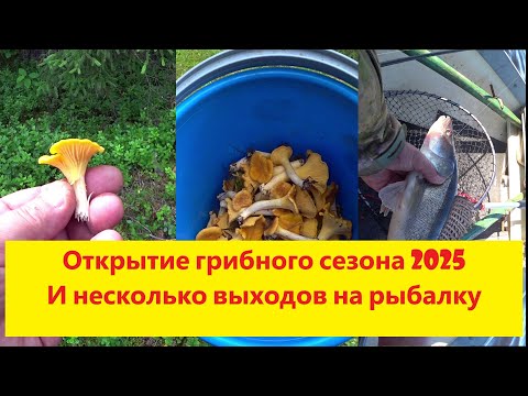 Видео: Открытие грибного сезона 2025 и несколько рыболовных сюжетов на разных водоёмах.