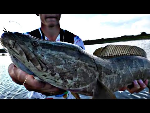 Видео: РЫБАЛКА МЕЧТЫ ! Змееголов АТАКУЕТ ! Балхаш