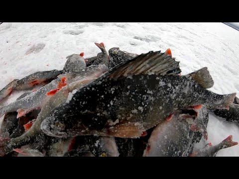 Видео: ОКУНИ ЛОПАТЫ на МОРМЫШКУ!  Рыбалка в глухозимье. Карелия, Онего.