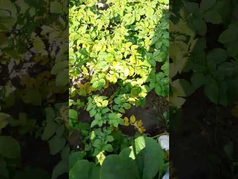 Видео: Картофель 🥔 "Королева  Анна ", не плохо....