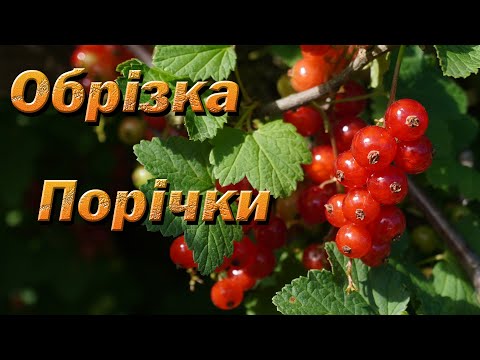 Видео: Обрезка красной смородины