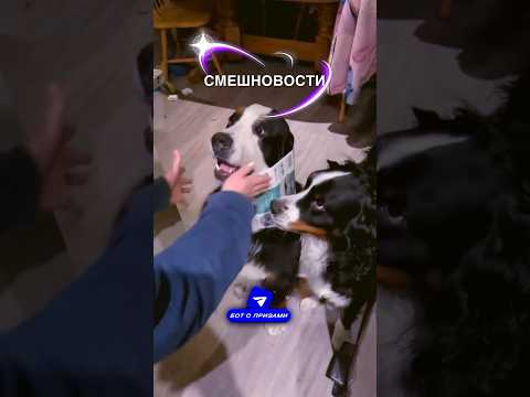 Видео: Смешновости 5 - для поднятия настроения 🥰 #истории #история #новости #новость #shorts