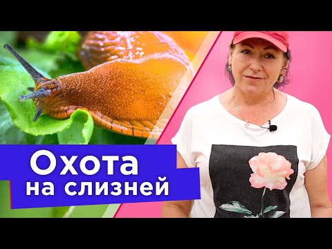 Видео: ИЗБАВЬТЕСЬ ОТ СЛИЗНЕЙ БЕЗ ХИМИИ БЫСТРО И ВЕСЕЛО! Эффективные способы борьбы со слизнями для каждого