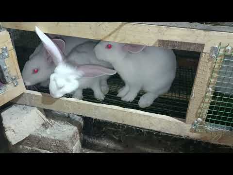 Видео: Чавоб ба саволхои актуальный,ки Хар як харгушпарвар ба хамин ситуация во мехурад.сабаби бемори.