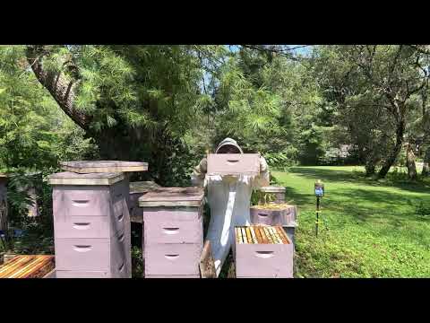 Видео: Забираю мёд у пчёл чтобы выкачать.