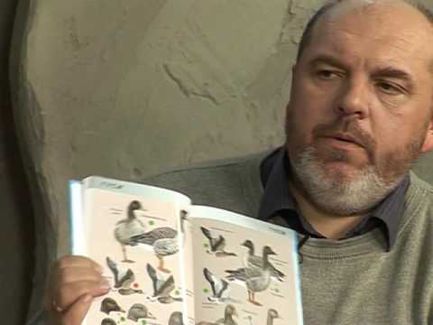 Видео: Главная охота. Водоплавающая дичь