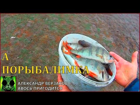 Видео: Окунь на живца.