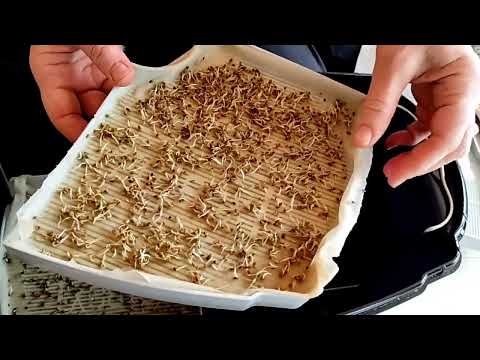 Видео: #241 Подруга попросила срочно рассказать про проращиватель. Rawmid. Как вырастить микрозелень.