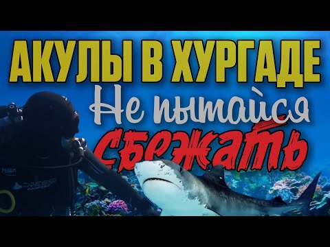 Видео: Акулы в Красном море – стоит ли бояться купаться? Хургада 2025 | Египет 2025 🇪🇬