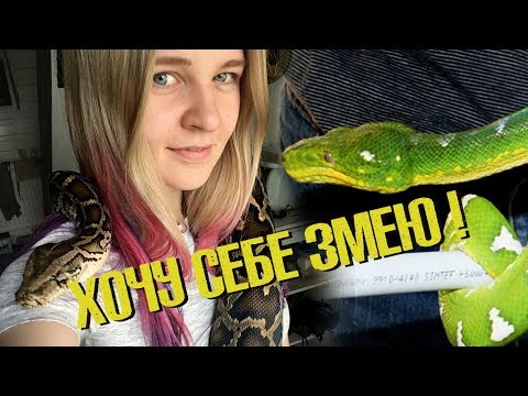 Видео: Беда в семье - хочу змею? Что делать родителям и куда смотрят нормальные люди?
