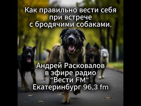 Видео: Как правильно себя вести при встрече с бродячими собаками.