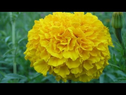 Видео: Сажаем бархатцы прямостоячие Тайшан и Антигуа #растения 🌱🪴🌿